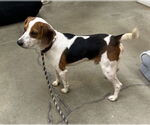 Small #4 Beagle