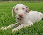 Puppy Puppy 1 Great Dane