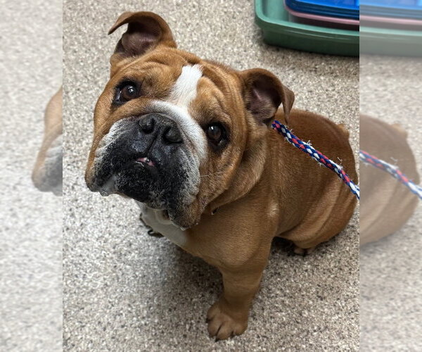 Medium Photo #1 Bulldog Puppy For Sale in Great Bend, KS, USA