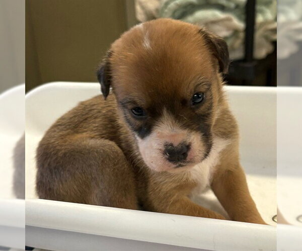 Medium Photo #2 German Shepherd Dog Puppy For Sale in Riverside, CA, USA