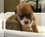 Small Photo #2 German Shepherd Dog Puppy For Sale in Riverside, CA, USA