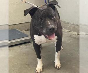 Mutt Dogs for adoption in Camarillo, CA, USA