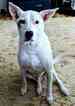 Small Photo #1 Boxador Puppy For Sale in HOUGHTON, WA, USA