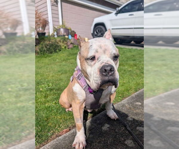 Medium Photo #3 Mutt Puppy For Sale in Bellevue, WA, USA