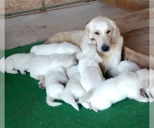 Mother of the Golden Retriever puppies born on 03/07/2021