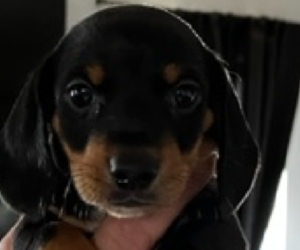 Dachshund Puppy for sale in NEWPORT, KY, USA