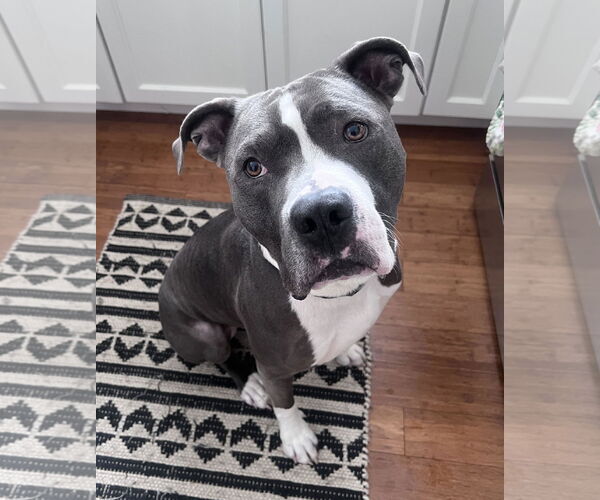 Medium Photo #9 American Bulldog-Unknown Mix Puppy For Sale in St. Louis Park, MN, USA