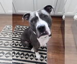 Small #8 American Bulldog Mix