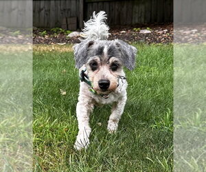 Doxiepoo (Miniature) Dogs for adoption in Holland, MI, USA