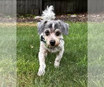 Small Doxiepoo (Miniature)