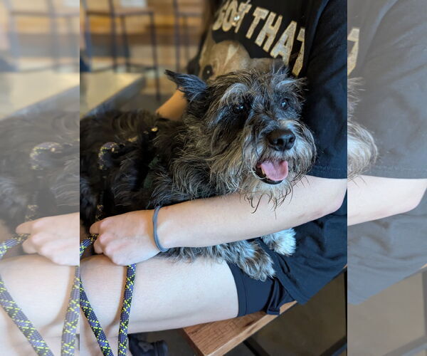 Medium Photo #4 - Mix Puppy For Sale in Holly Springs, NC, USA