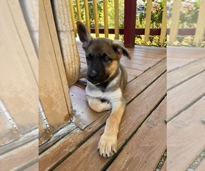 German Shepherd Dog Puppy for sale in BURLINGTON, WA, USA