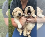 Small #2 Golden Retriever