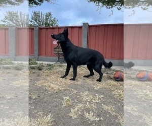 Mother of the German Shepherd Dog puppies born on 07/01/2023