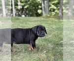 Small #1 Cane Corso