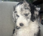 Small #11 Sheepadoodle