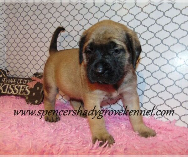 Medium Photo #2 Mastiff Puppy For Sale in CABOOL, MO, USA