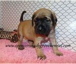 Small #1 Mastiff