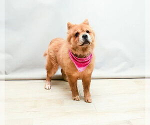 Chow Chow Dogs for adoption in Sanford, FL, USA