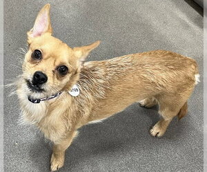 Chihuahua Dogs for adoption in Forestville, MD, USA