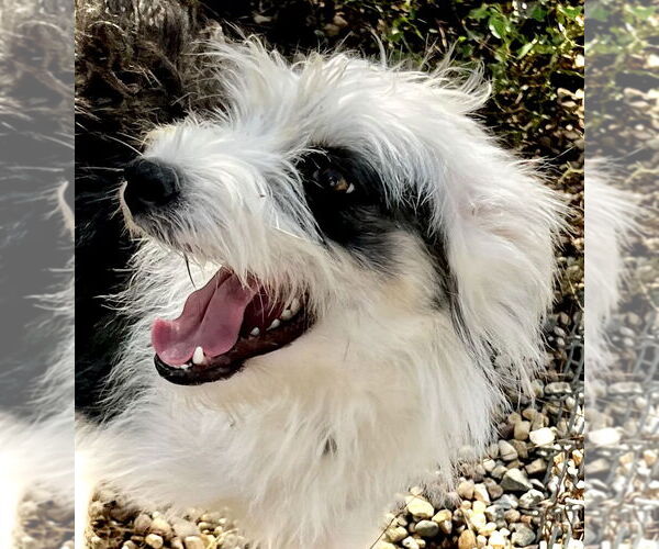 Medium Photo #4 Mutt Puppy For Sale in Estherville, IA, USA