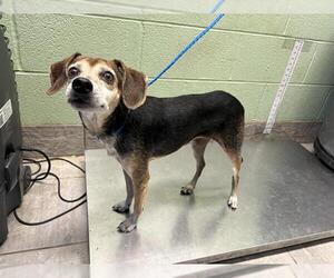 Beagle-Unknown Mix Dogs for adoption in Grand Prairie, TX, USA