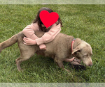 Small Photo #1 Labradoodle Puppy For Sale in CONNERSVILLE, IN, USA