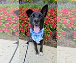 Small Siberian Husky Mix