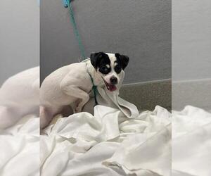 Chihuahua-Unknown Mix Dogs for adoption in Las Vegas, NV, USA