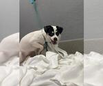 *AMANADA - Female Chihuahua-Unknown Mix Dog for Adoption - Small photo