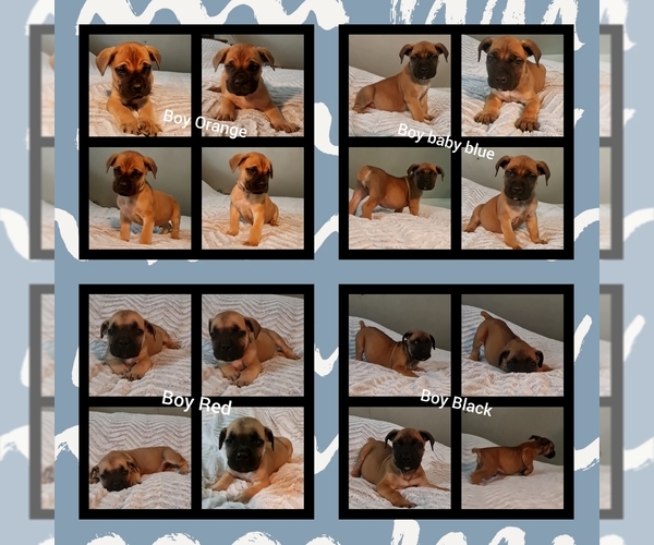 Medium Photo #1 Boerboel Puppy For Sale in PARSONS, KS, USA