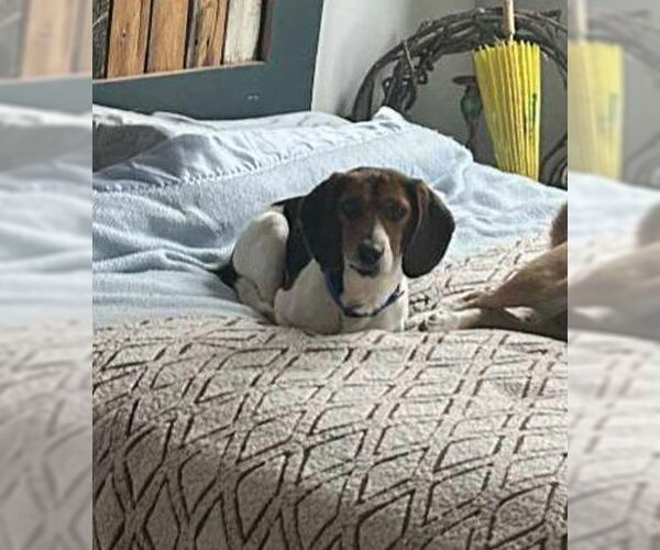 Medium Photo #3 Beagle-Unknown Mix Puppy For Sale in Springdale, PA, USA