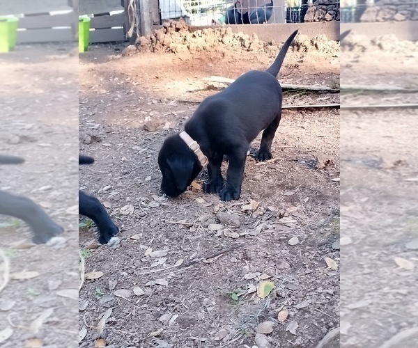 Medium Photo #21 Labrador Retriever Puppy For Sale in IONE, CA, USA
