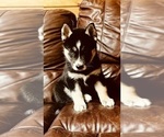 Small Photo #5 Siberian Husky Puppy For Sale in CLERMONT, FL, USA