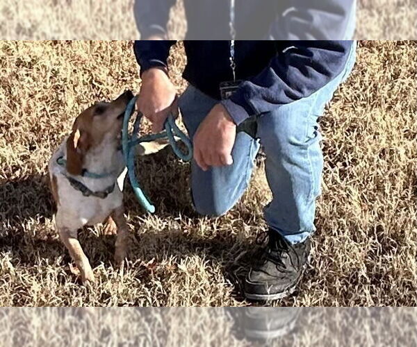 Medium Photo #2 Beagle Puppy For Sale in Glen Allen, VA, USA