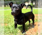 Small #2 Chihuahua Mix
