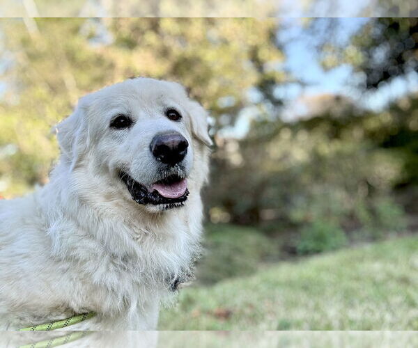 Medium Photo #3 Great Pyrenees Puppy For Sale in Spring, TX, USA