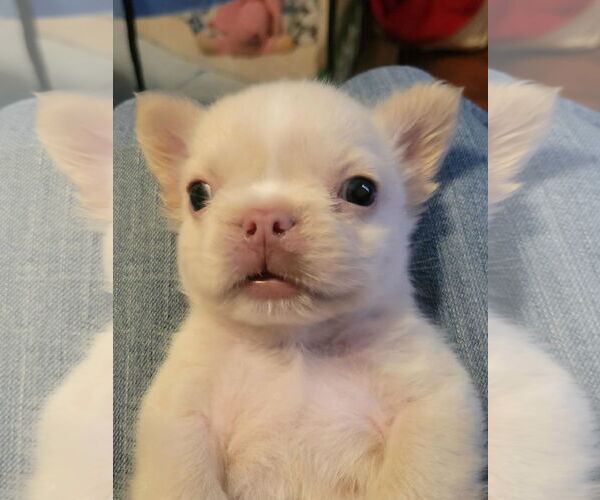 Medium Photo #3 French Bulldog Puppy For Sale in Fair Oaks, CA, USA