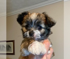 Malchi Puppy for sale in MARYSVILLE, IN, USA