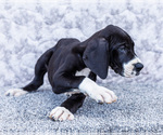 Small #2 Great Dane