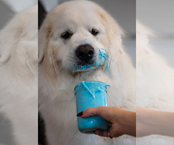 Medium Photo #7 Great Pyrenees Puppy For Sale in Houston, TX, USA