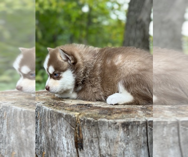 Medium Photo #4 Pomsky Puppy For Sale in STAPLES, MN, USA