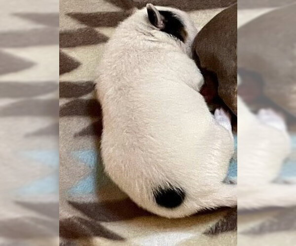 Medium Photo #3 Chihuahua-Unknown Mix Puppy For Sale in New York, NY, USA