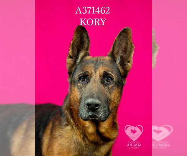 Medium Photo #2 German Shepherd Dog Puppy For Sale in Stockton, CA, USA