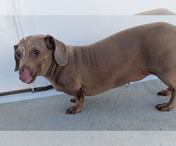 Medium Photo #2 Dachshund Puppy For Sale in Shelbyville, TN, USA