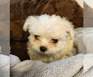 Maltese Puppy for sale in CUMBERLAND, MD, USA
