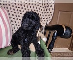 Small Photo #12 Australian Labradoodle Puppy For Sale in W FIELD, NC, USA