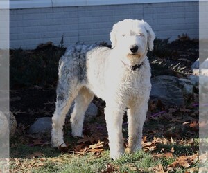 Father of the Old English Sheepdog puppies born on 02/16/2024