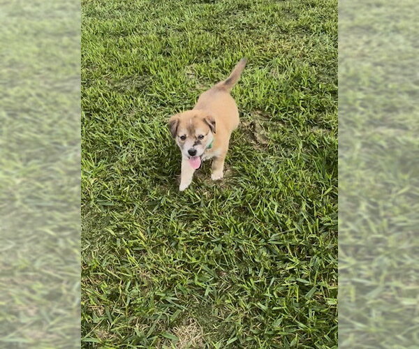 Medium Photo #1 Collie-Unknown Mix Puppy For Sale in Holly Springs, NC, USA