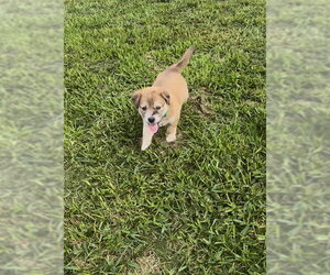 Collie-Unknown Mix Dogs for adoption in Holly Springs, NC, USA